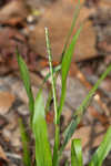 Thin paspalum